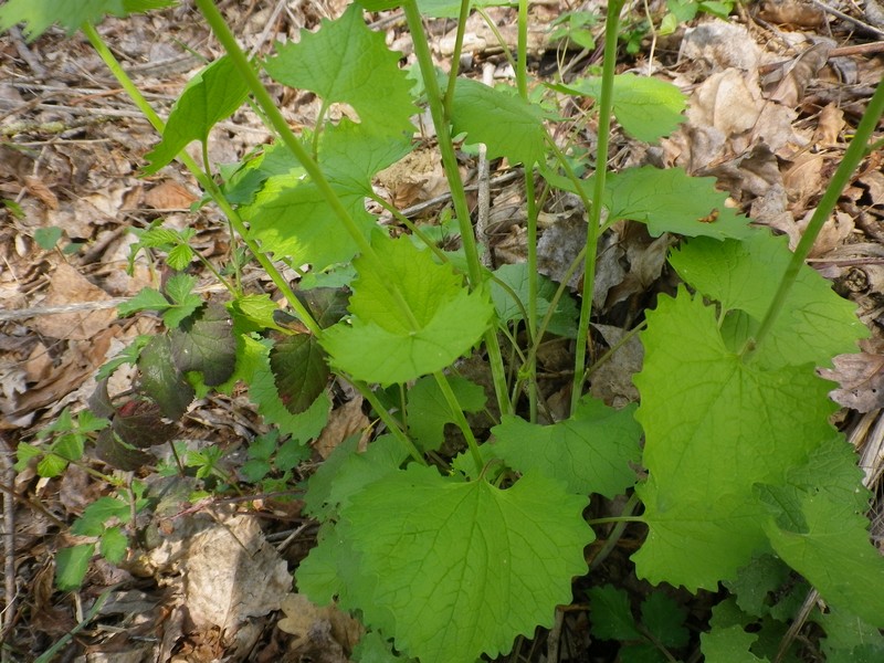 Lungo il fiume - Alliaria petiolata